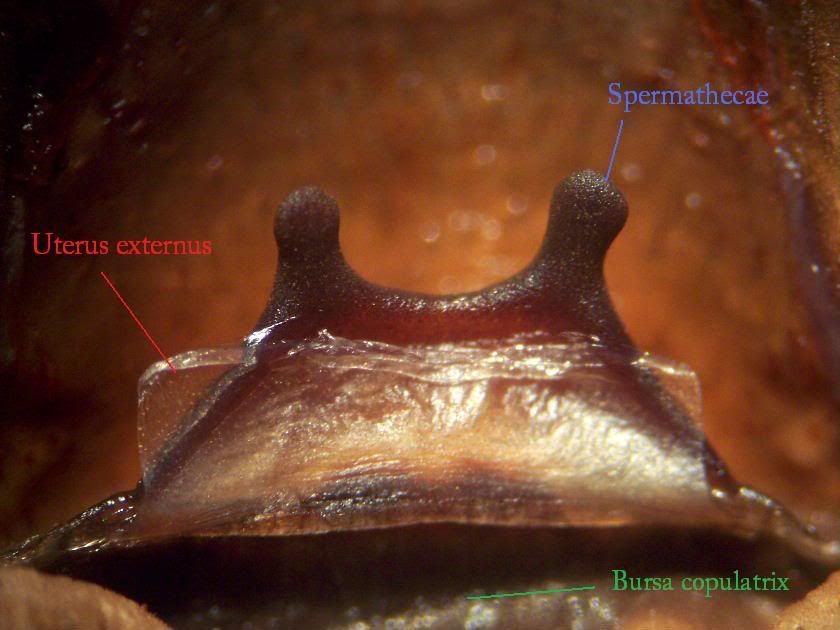 Tarantula sex organ what words Tarantula sex organ sorry, that
